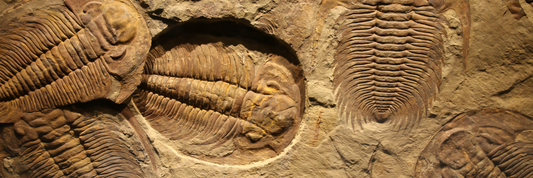 Trilobites