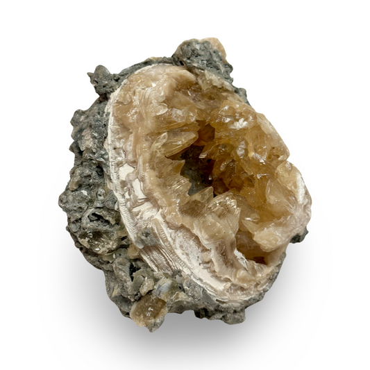 Mercenaria Clam with Calcite - Calcite in Clam - Rucks Pit, Florida
