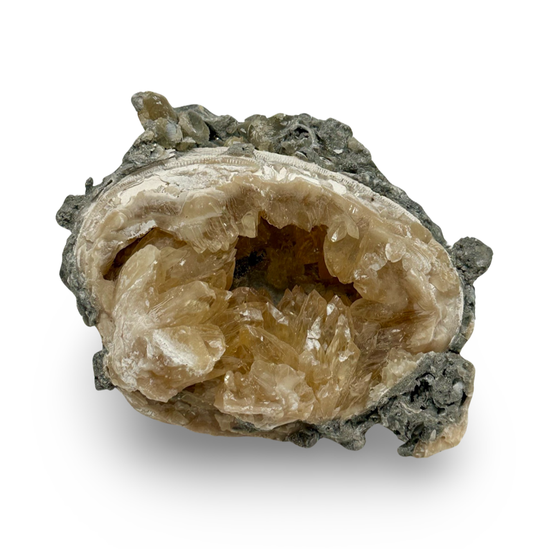 Mercenaria Clam with Calcite - Calcite in Clam - Rucks Pit, Florida