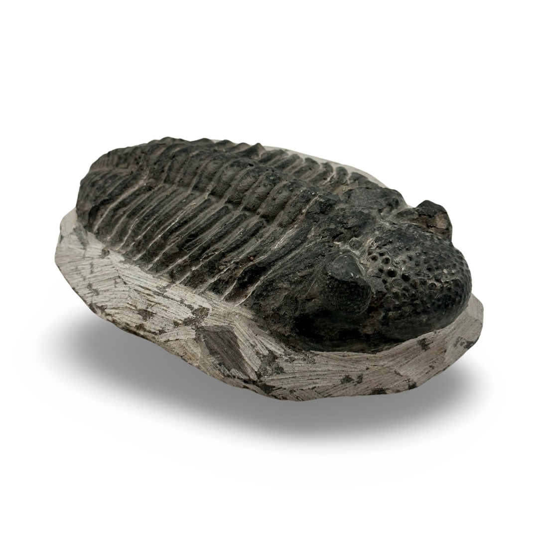 Trilobite Fossil