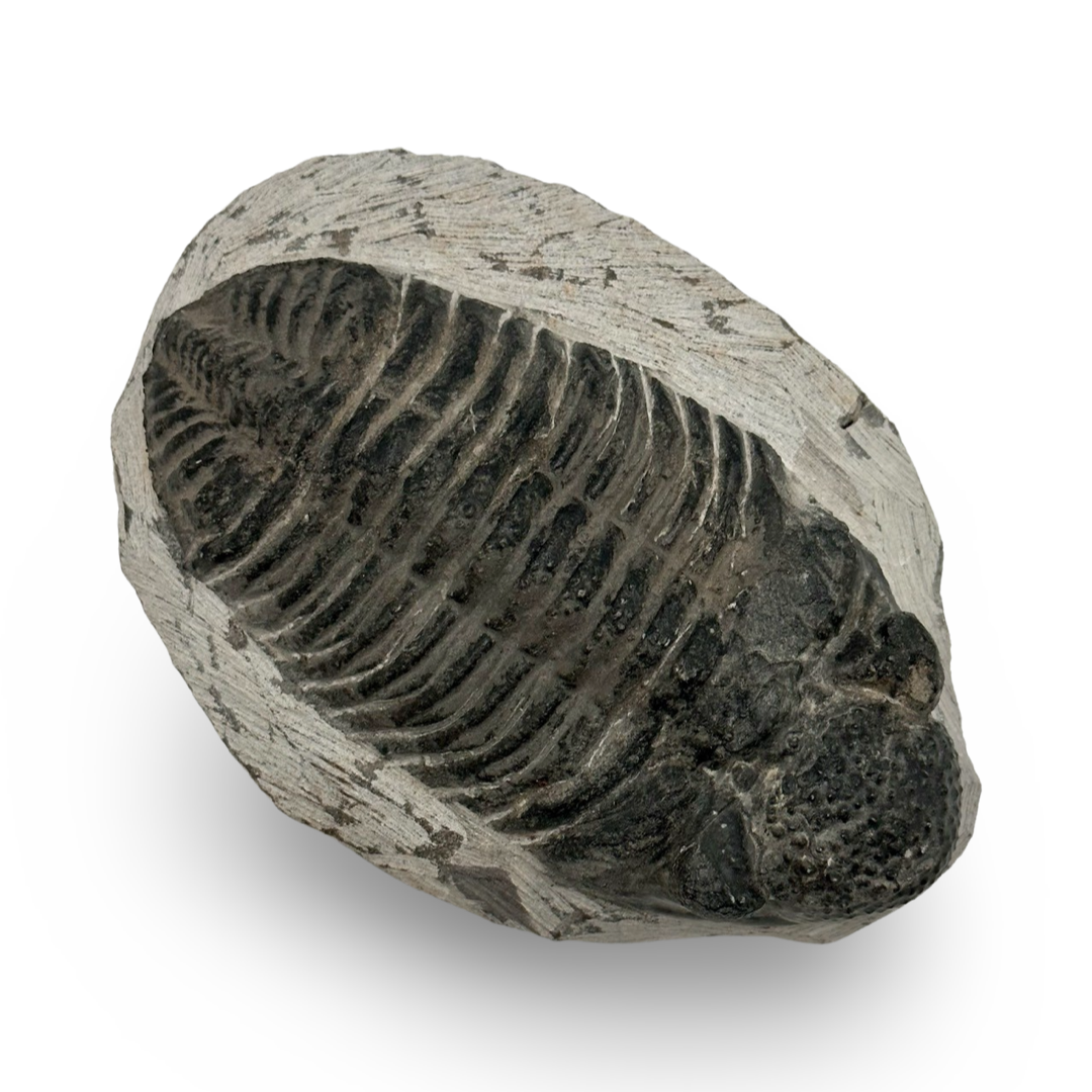 Trilobite Fossil