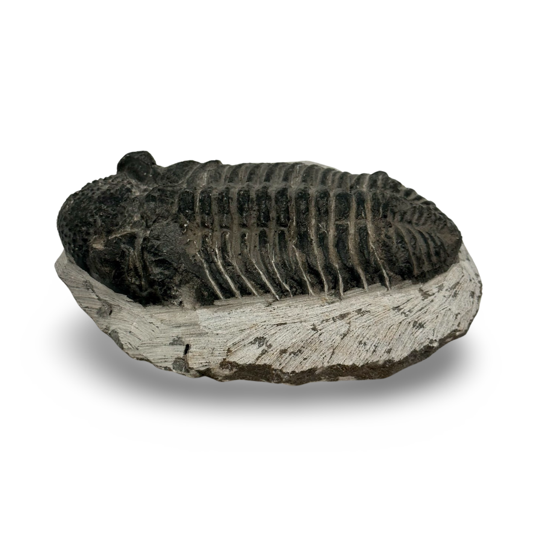Trilobite Fossil