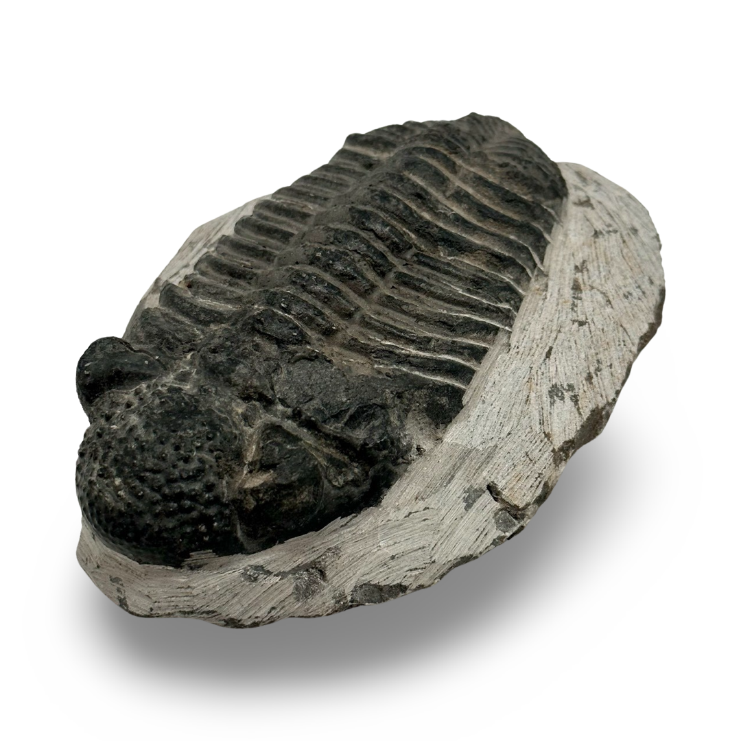 Trilobite Fossil
