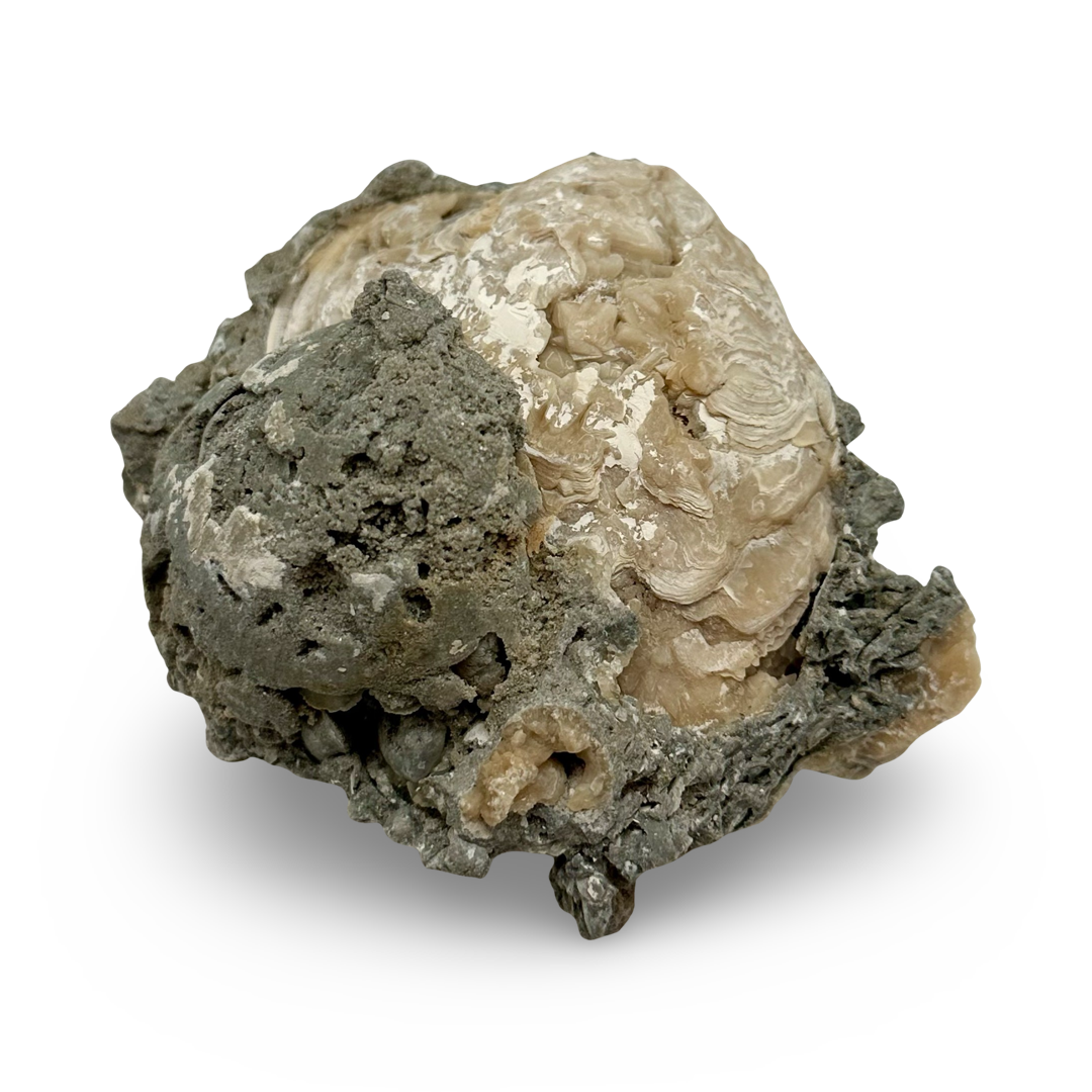 Mercenaria Clam with Calcite - Calcite in Clam - Rucks Pit, Florida